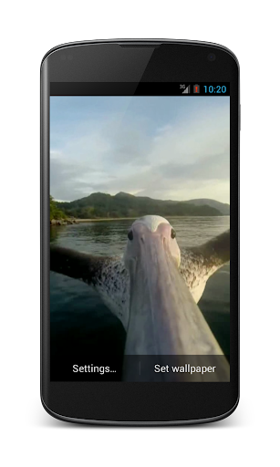 Flying Pelican live wallpaper