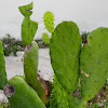 Paddle cactus
