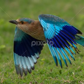 Roller by Jineesh Mallishery - Animals Birds