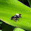 Robber Fly