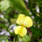 Hairypod Cowpea