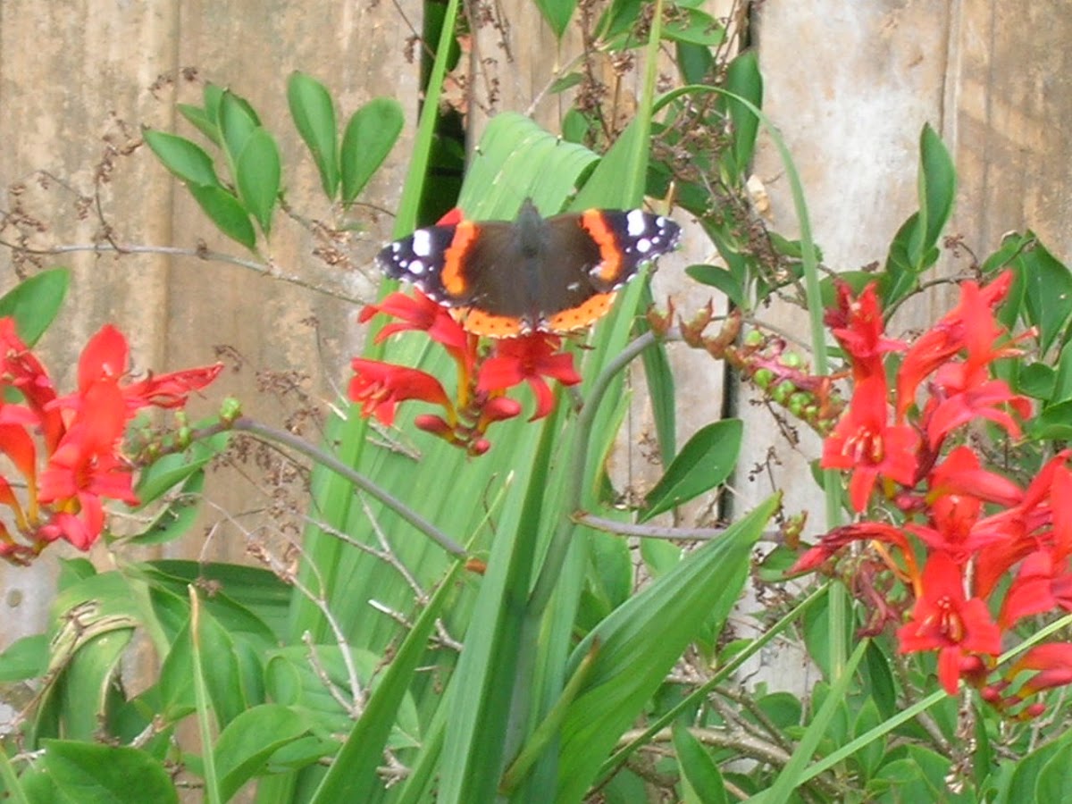 Red Admiral