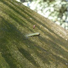 Fall Webworm Moth