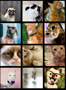 Download Animal Selfie APK