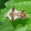 Jagged Ambush Bug