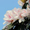 Rhododendron 杜鵑花