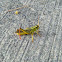 Two Striped Grasshopper