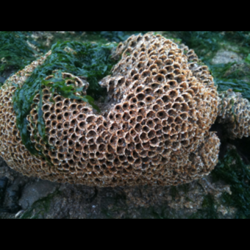 Coral made of sea shell splinters