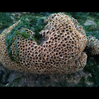 Coral made of sea shell splinters