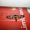 Clearwing Wasp Moth