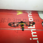 Clearwing Wasp Moth