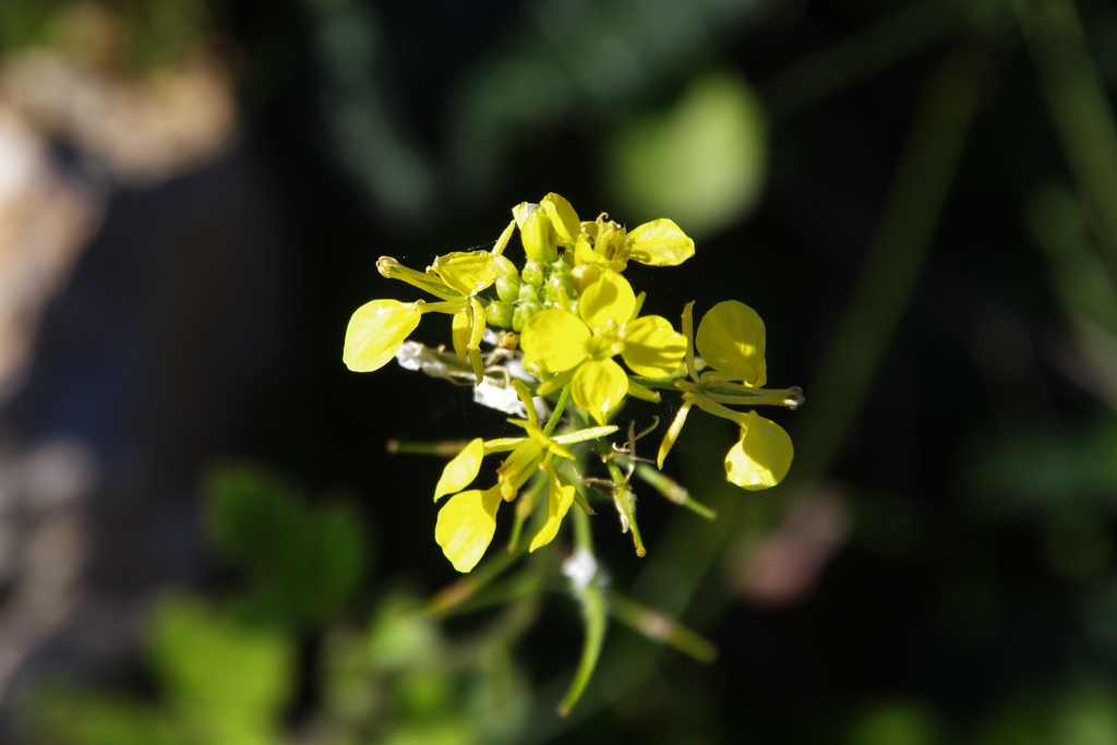 White mustard (Σινάπι)