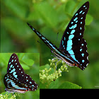 Common Jay butterfly