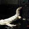 Albino Asian water monitor