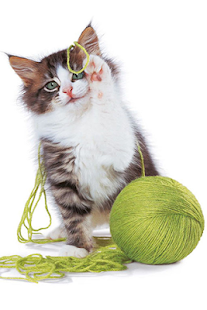 How to mod Cats Wallpapers 1.0 mod apk for bluestacks