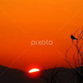Audience of Sunrise   by Suaib Akhter - Landscapes Sunsets & Sunrises