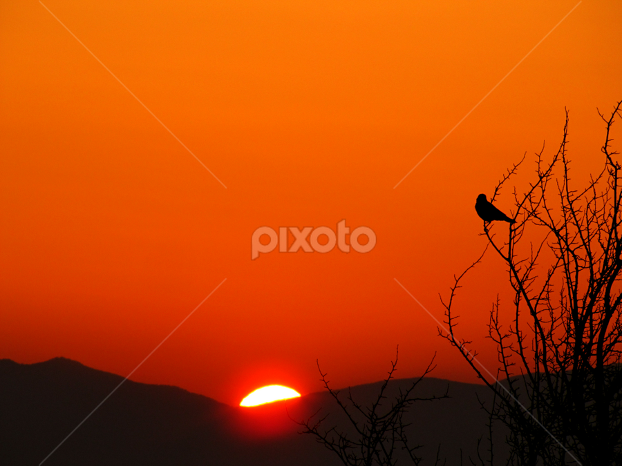 Audience of Sunrise   by Suaib Akhter - Landscapes Sunsets & Sunrises