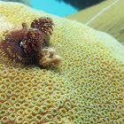 Christmas Tree Feather Worm