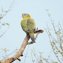 Yellow-footed green pigeon