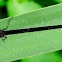 Copper Demoiselle; Caballito del Diablo de Alas Negras