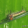 Lymantriid Caterpillar