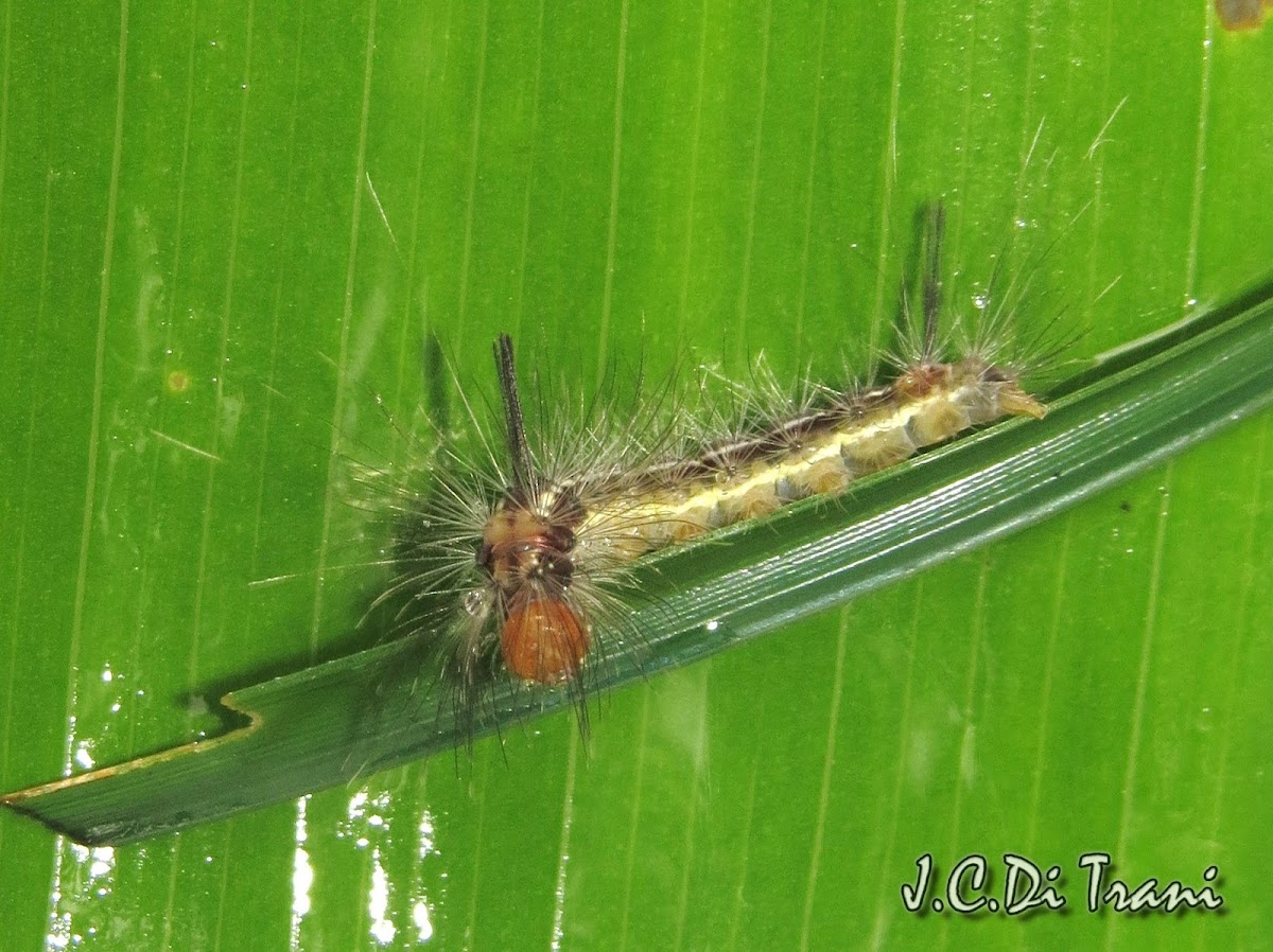 Lymantriid Caterpillar