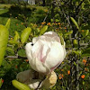 magnolio