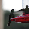 rufous tailed hummingbird