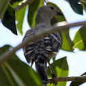 Great Bowerbird