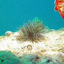 Hawaiian Striped Sea Urchin