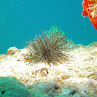 Hawaiian Striped Sea Urchin