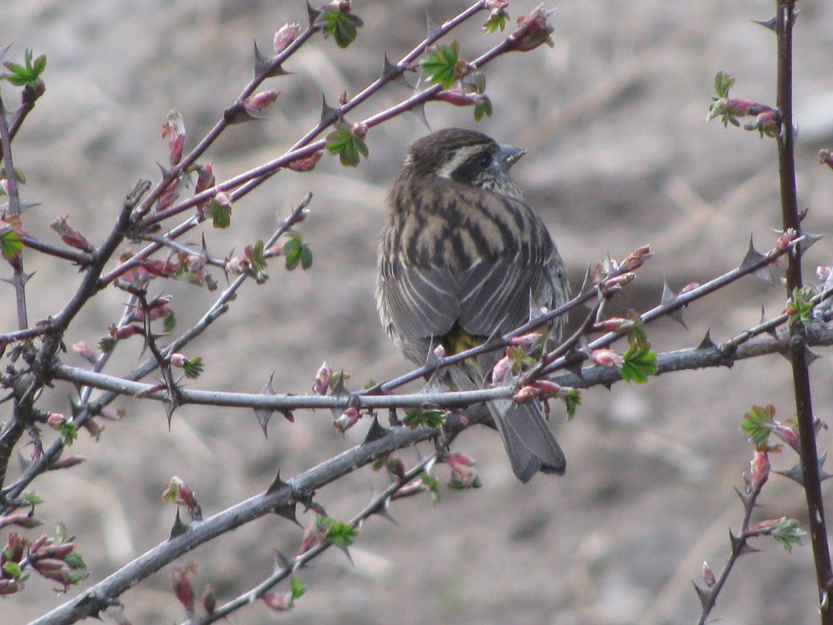 Himalayan Sparrow