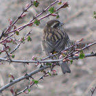 Himalayan Sparrow
