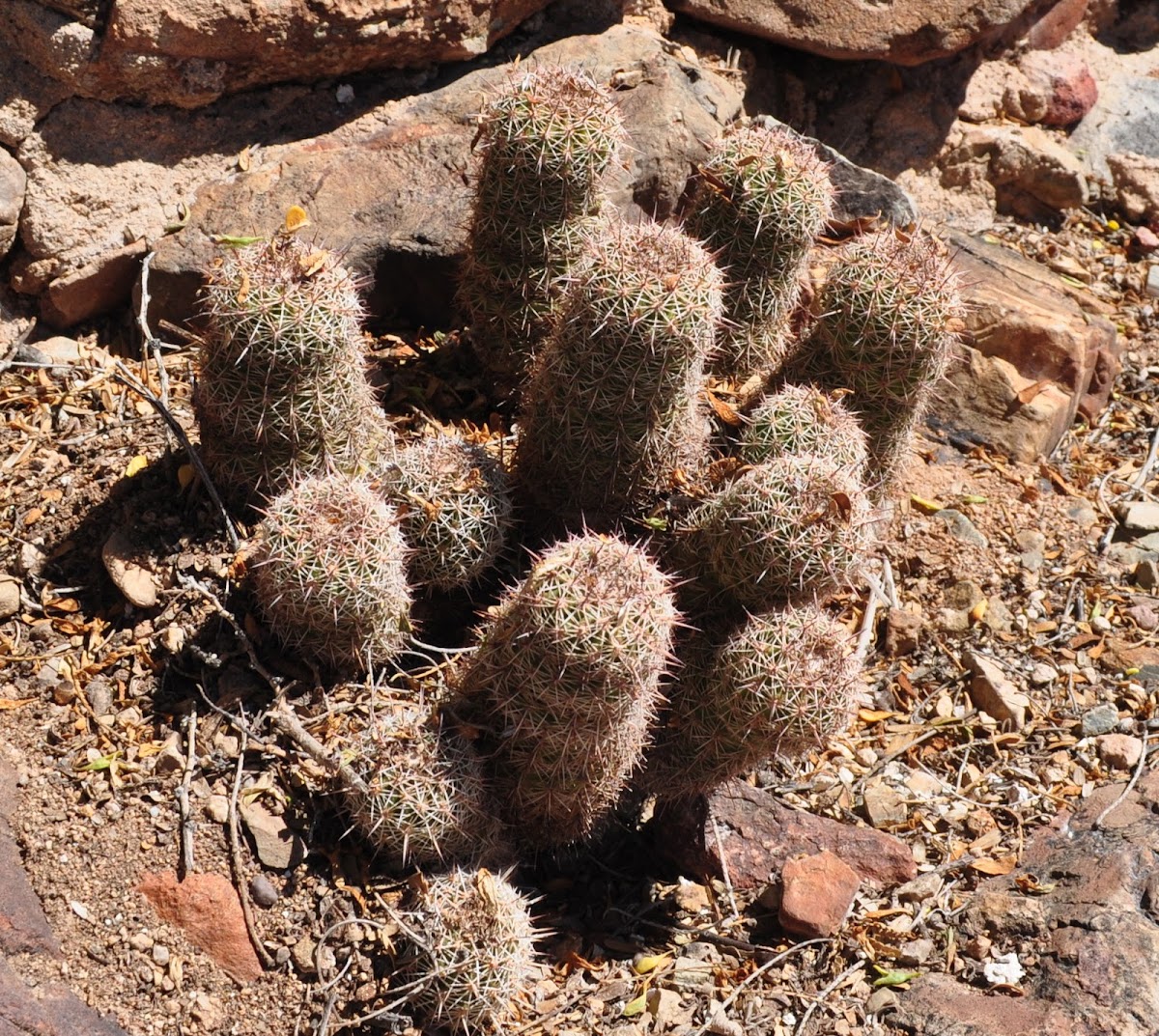 Bonker Hedgehog Cactus