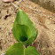 pitcher plant