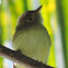 Flycatcher