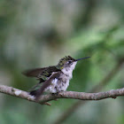 RUBY-THROATED HUMMINGBIRD (female)