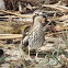 Stone Curlews (a pair)