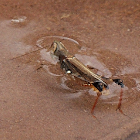 Cricket bathing