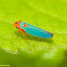 Macunolla Sharpshooter Leafhopper
