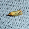 Hook-marked Straw Moth