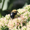 eastern carpenter bee