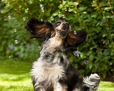 Cocker Spaniel Wallpapers Screenshots 1