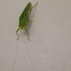 Leaf Bug/Katydid