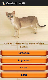 Domestic Cat Breeds poster 2