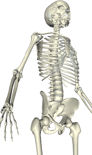 【免費教育App】Mobile Bones Anatomy-APP點子