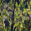 Fulvous Shrike-tanager