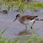 Wood Sandpiper 