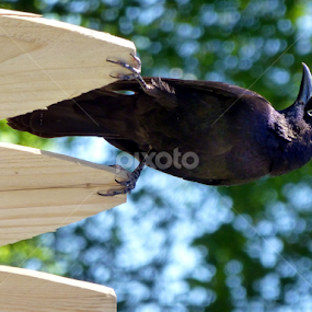 The Raven by Jennifer Wheatley-Wolf - Animals Birds