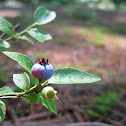 Northern Blueberry